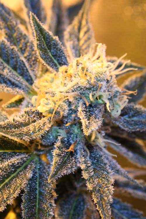 Kaboom TGA Subcool Seeds